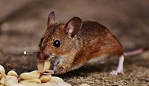 24 Hour & Emergency Exterminators in Newport, NC